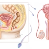 Male Reproductive Anatomy