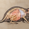 Beaver internal anatomy