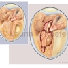 Chick Anatomy