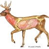 Deer Anatomy