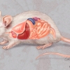 Mouse Anatomy
