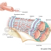 Skeletal Muscle Fiber Anatomy