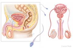 Male Reproductive Anatomy