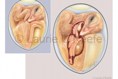 Chick Anatomy