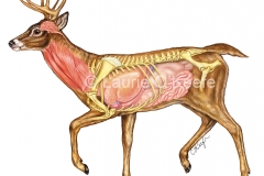 Deer Anatomy