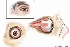 Muscles of the Eye