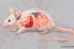 Mouse Anatomy