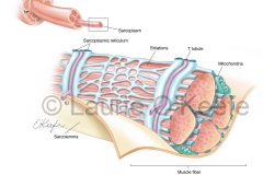 Skeletal Muscle Fiber Anatomy