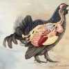 Black grouse internal bird anatomy
