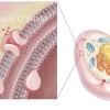 Animal Cell