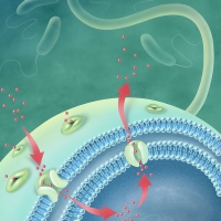 Bacterial Efflux Pump