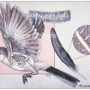 Bird Flight & Feather Structure