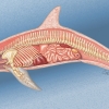 Dolphin Anatomy