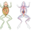 Frog Anatomy