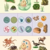 The Five Kingdoms of Life