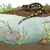 Salamander Life Cycle