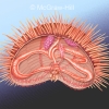 Sea Urchin Structure