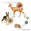 Tick Life Cycle