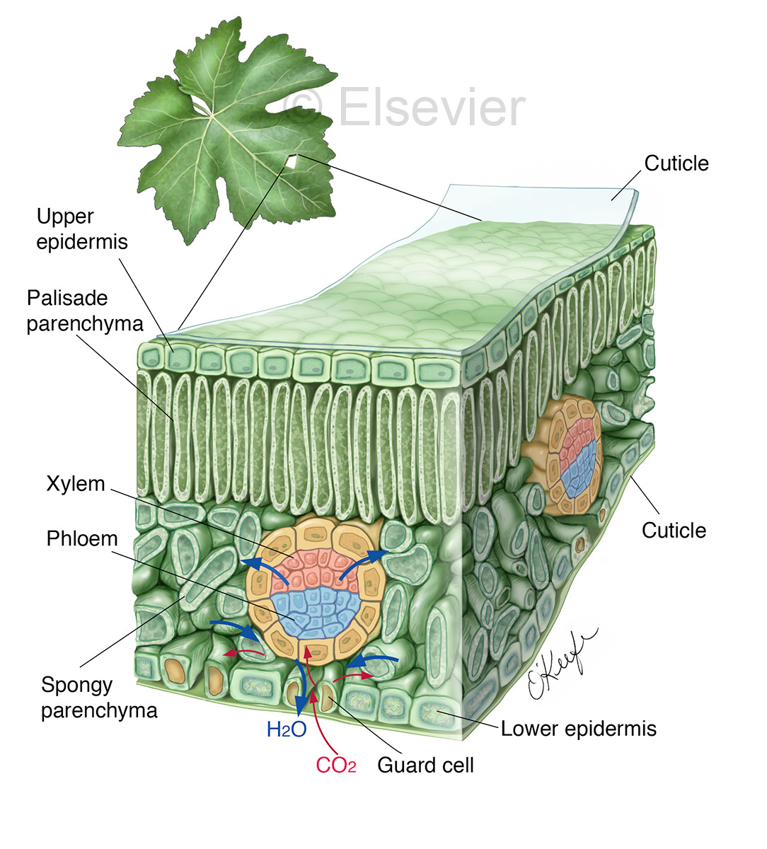 Internal Structure Of Leaves My XXX Hot Girl