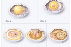 Chicken Development in Egg