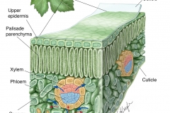 Leaf Structure