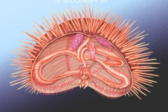 Sea Urchin Structure