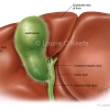 Gallbladder and Duct Variations