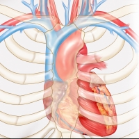 Heart and chest anatomy