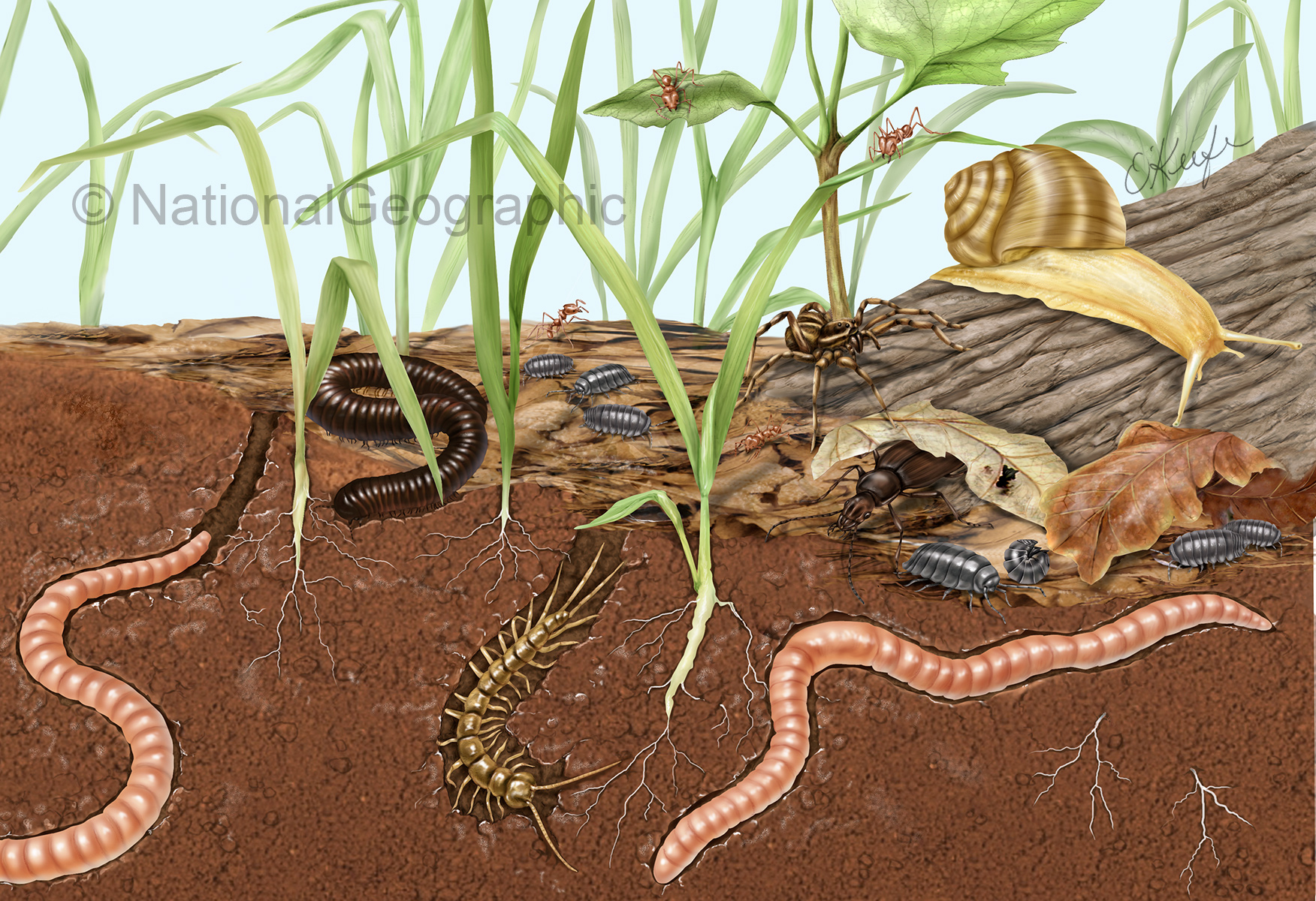 soil animals Archives - Laurie O'Keefe Illustration