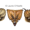 Ceratopsians- Horned and Frilled Dinosaurs