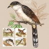 Yellow-billed Cuckoo