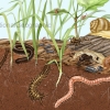 Life in the Soil