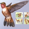 Rufous Hummingbird