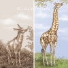 Ancient and Modern Giraffe