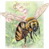 Killer Bee