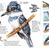 Belted Kingfisher