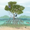 Mangrove Ecosystem
