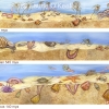 Marine Ecosystems from the Past