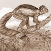 Smilodectes