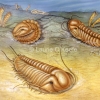 Trilobite