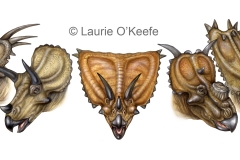 Ceratopsians- Horned and Frilled Dinosaurs