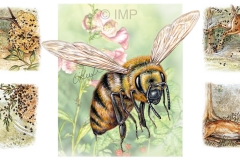 Killer Bee