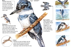 Belted Kingfisher