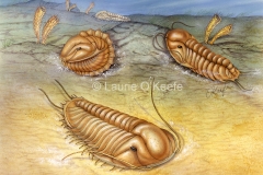 Trilobite