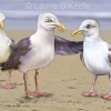 Seagull story book art