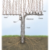 Grape Vine Training