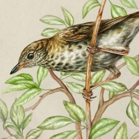 Wood Thrush