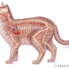 Cat Circulatory System Anatomy