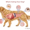 Common Dog Parasites