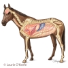 Horse Internal Anatomy